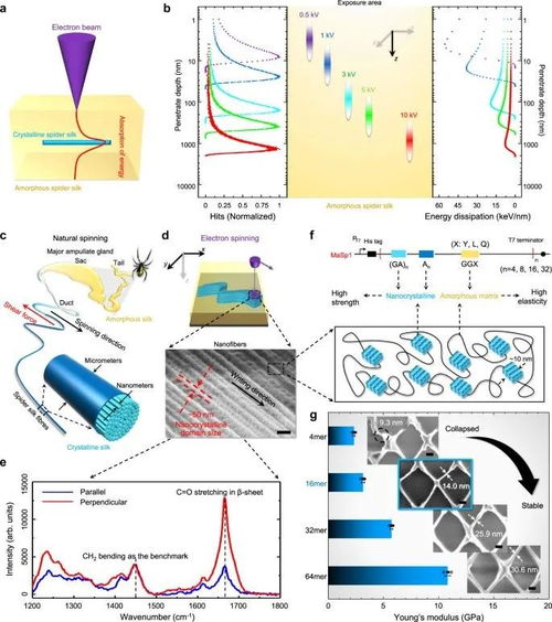 突破極限 中科院-上交大合作研發蜘蛛絲光刻膠，實現15納米三維電子束直寫
